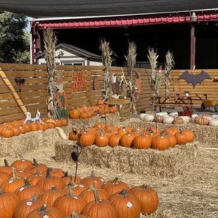 Pumpkin Patch
