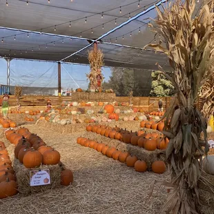 Pumpkin Patch