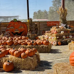 Pumpkin patch