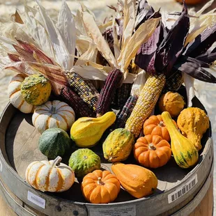 Pumpkins, squash, corn, a fall harvest