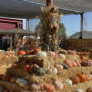 Perry's Pumpkin Patch