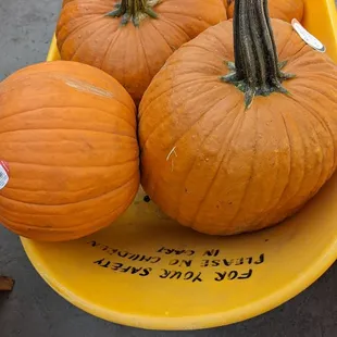 Great priced pumpkins!