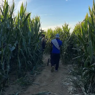 Corn maze
