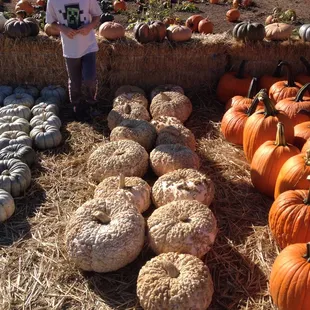Pumpkins galore!