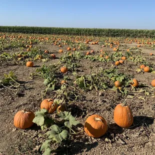 Pumpkin patch