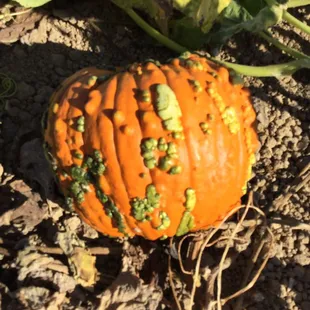 My choice, an 'ugly' pumpkin