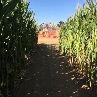 End of corn maze