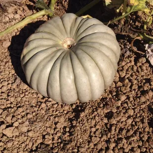 The blue pumpkins were my favorite!