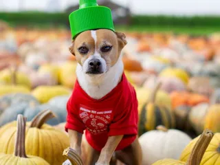 Dave's Pumpkin Patch @ Vierra Farms