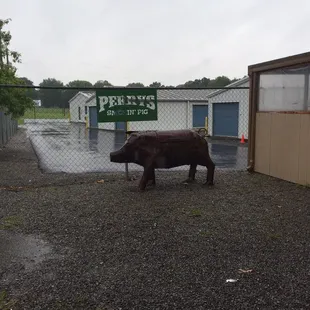 Pig to greet you.