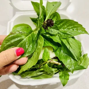 Basil!! Always make me wanna start making tomato sauce whenever I smell basil!