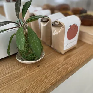 a small potted plant on a counter