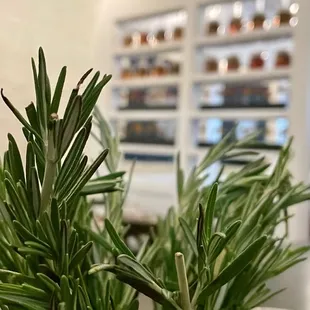 a potted rosemary plant in a kitchen