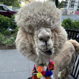 Mini llama event (5/3/24)