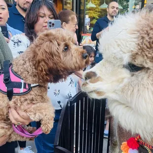 Alpaca meets puppy