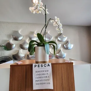 a white orchid in a white vase