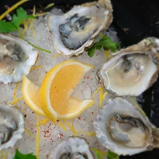 Fresh Oysters