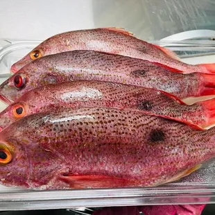 three fish in a container