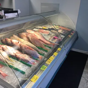 a variety of fish in a display case
