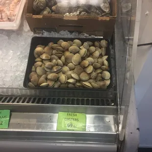 Baby clam and oysters