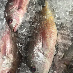 Red snapper &amp; Pargo