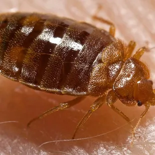 With our certified master technicians, we know bed bugs and how to get rid of them... guaranteed. Fast and affordable.