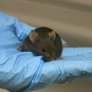 Rodents are a big problem with these Oklahoma "wide open spaces"! We can quickly rid your home or property of these unwanted guests.