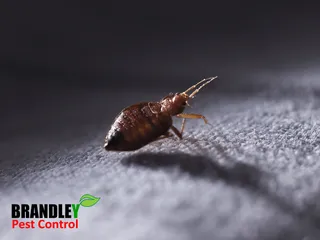Brandley Pest Control
