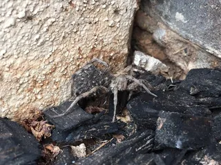 Strike 3 Pest Control