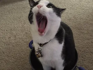 The Cattery Cat Shelter