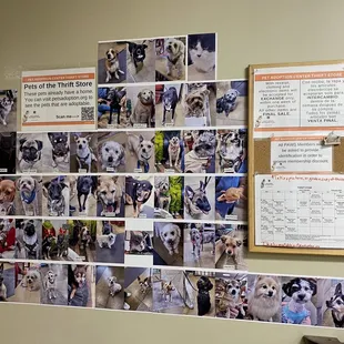 Pet adoption success stories.