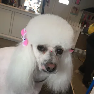 Molly the poodle