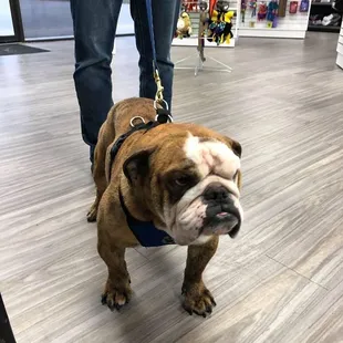 Do you need travel products for your pets? Pet Central Station will deliver everything from food and supplements to treats, c...