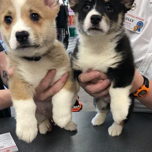 Need Raw diet for your pets? Pet Central Station in Lincoln, NE has the largest selection of raw diets with a strong emphasis...