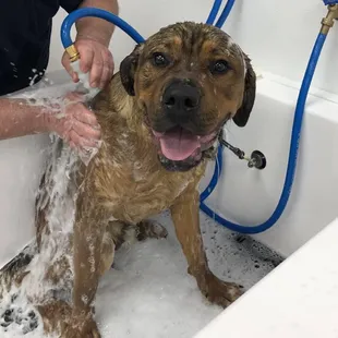 Do you need someone to deliver pet products at your doorsteps? Pet Central Station is a local store-to-door delivery service ...