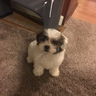 Our baby Wicket purchased on 4-28.