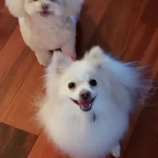 Poodle &amp; Pomeranian