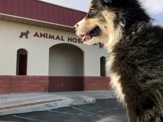 Animal Hospital Of Las Cruces