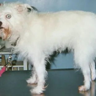 Agui at the emergency hospital where I rescued her