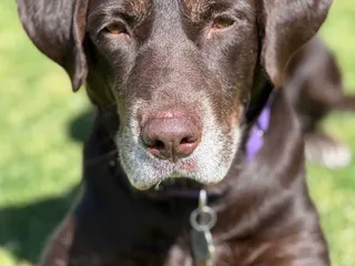 Southwest Oasis Labrador Rescue