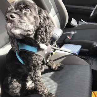 Lucky after his grooming session!