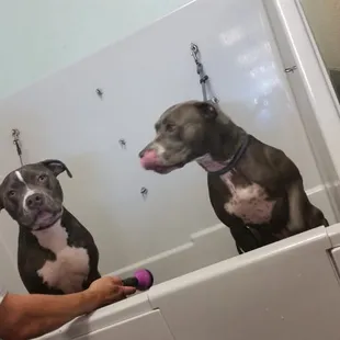 Pitty bath time