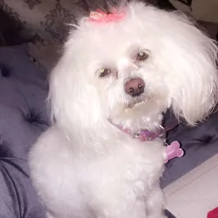 Abby after her grooming