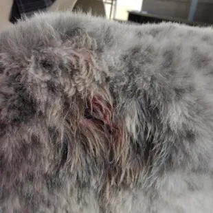 My dog was attacked during his grooming visit because all dogs were aloud to run freely during their visit.