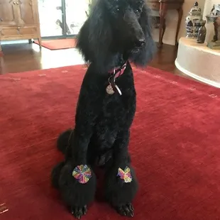 Olga and her staff does a great job of grooming and caring for your pet.