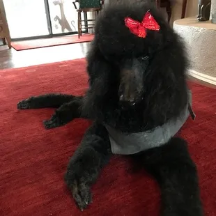 Olga kept my elderly poodle looking great when others would have decline.  Pet Groomers is the best in the State.