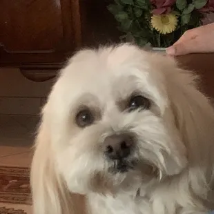 Super place to take your pet family for grooming. Dawn, is the BEST!!