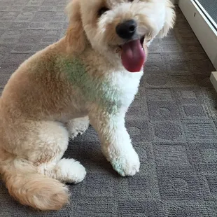 Clumsy dog "bumped" into a chalk mural (on purpose in my opinion) right after grooming!! We love Audrey's though.