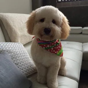 Cute holiday swag from the groomer