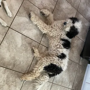 Sad desert Bernedoodle